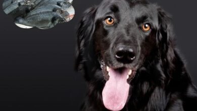 Can Dogs Eat Fish?
