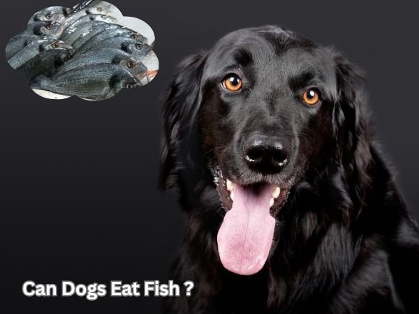 Can Dogs Eat Fish?