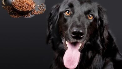 Can Dogs Have Flaxseed?