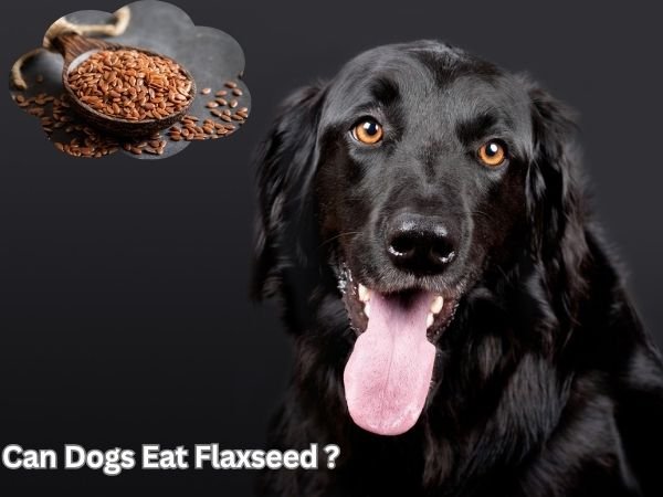 Can Dogs Have Flaxseed?