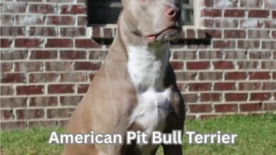 American Pit Bull Terrier