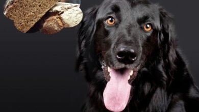 Can Dogs Eat Rye Bread?
