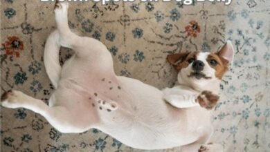 Brown Spots on Dog Belly