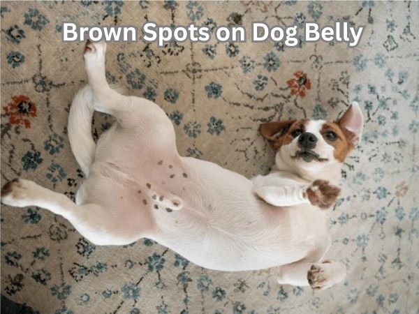 Brown Spots on Dog Belly