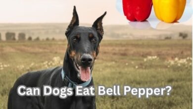 Can Dogs Eat Bell Pepper?