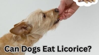 Can Dogs Eat Licorice?
