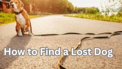 How to Find a Lost Dog