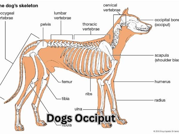 Dogs Occiput