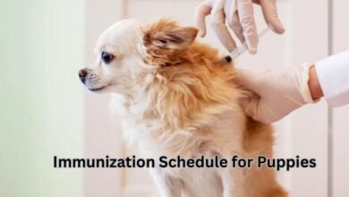 Immunization Schedule for Puppies