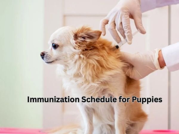 Immunization Schedule for Puppies