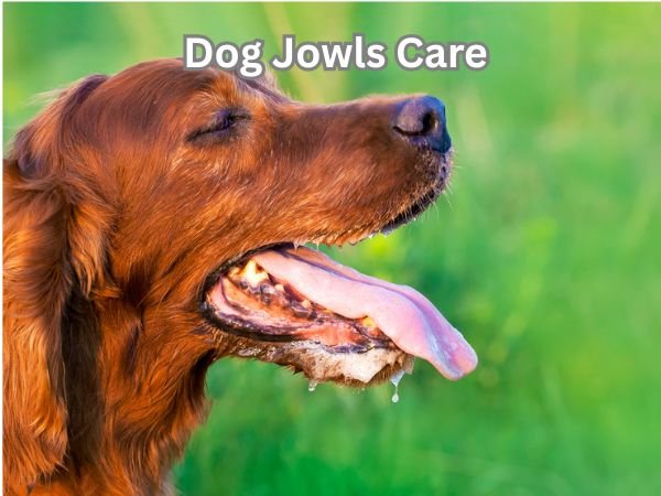 Dog Jowls Care