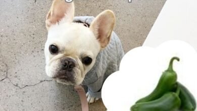 Can Dogs Eat Jalapeños?