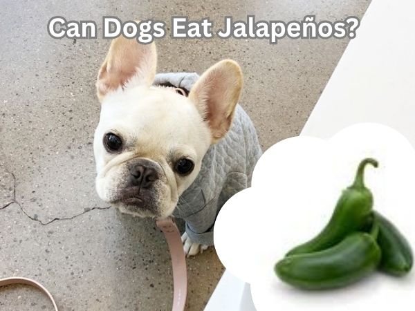 Can Dogs Eat Jalapeños?