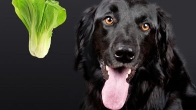 Can Dogs Eat Bok Choy?