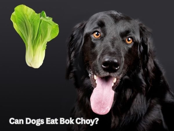 Can Dogs Eat Bok Choy?