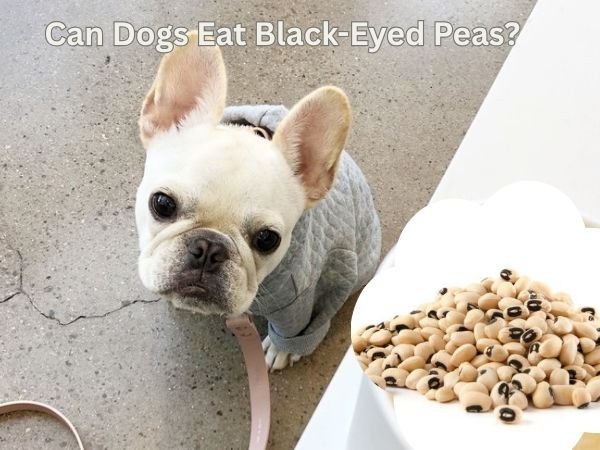 Can Dogs Eat Black-Eyed Peas?