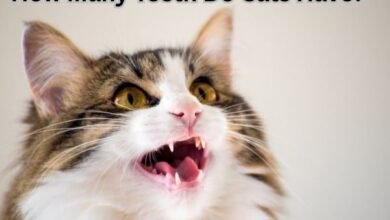 How Many Teeth Do Cats Have?