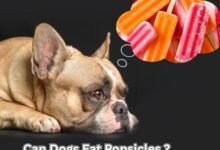 Can Dogs Eat Popsicles
