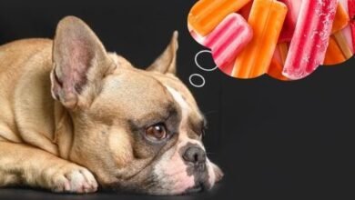 Can Dogs Eat Popsicles