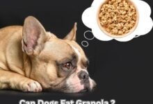 Can Dogs Eat Granola