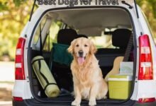 Best Dogs for Travel
