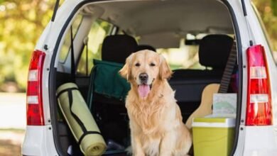 Best Dogs for Travel
