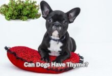 Can Dogs Have Thyme