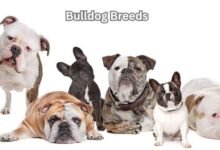 Bulldog Breeds