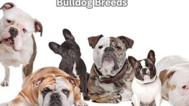Bulldog Breeds
