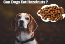 Can Dogs Eat Hazelnuts