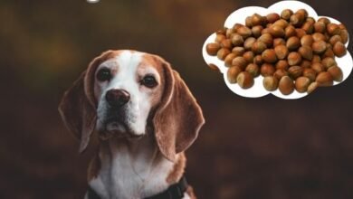 Can Dogs Eat Hazelnuts