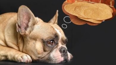 Can Dogs Eat Tortillas