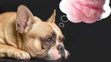 Can Dogs Eat Cotton Candy