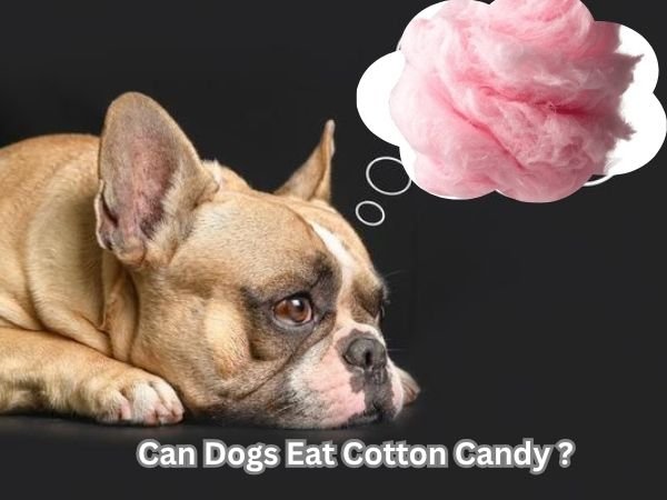 Can Dogs Eat Cotton Candy
